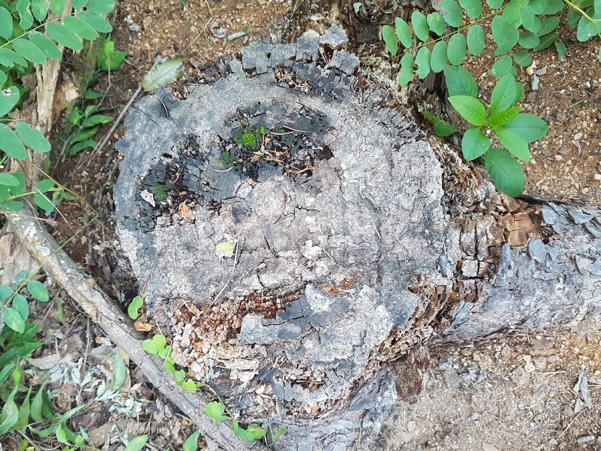 얼굴,나무,숲,나이테,의자,밑동,녹색,자연,배경,나무,trees,wood