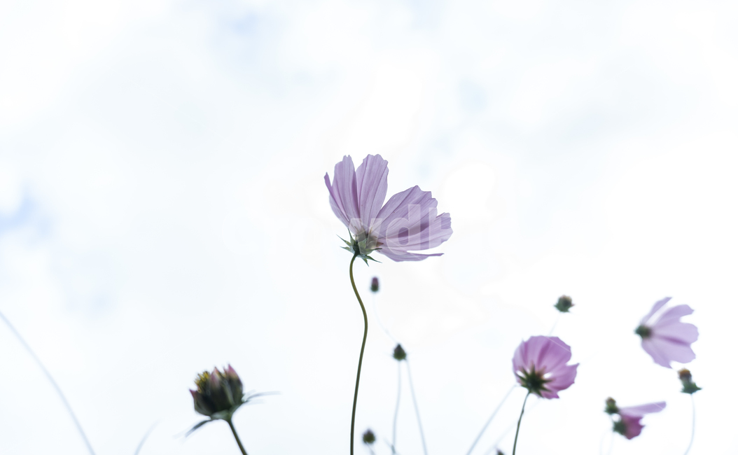 꽃,flower,가을,식물,plant