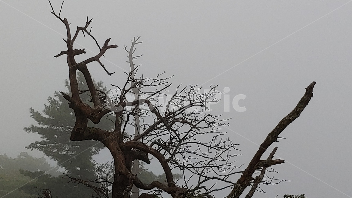 고목,나무,안개,정상,산,주목,식물,자연,plants,nature,나무,trees,wood