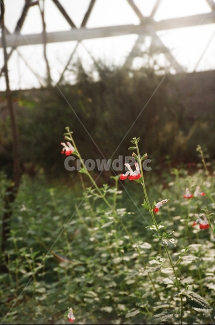 꽃,햇살,햇빛,꽃방울,빨간꽃,식물,자연,plants,nature,꽃,flower