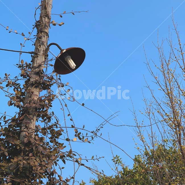 가로등,나무전봇대,옛날,전봇대,봄하늘,식물,자연,plants,nature