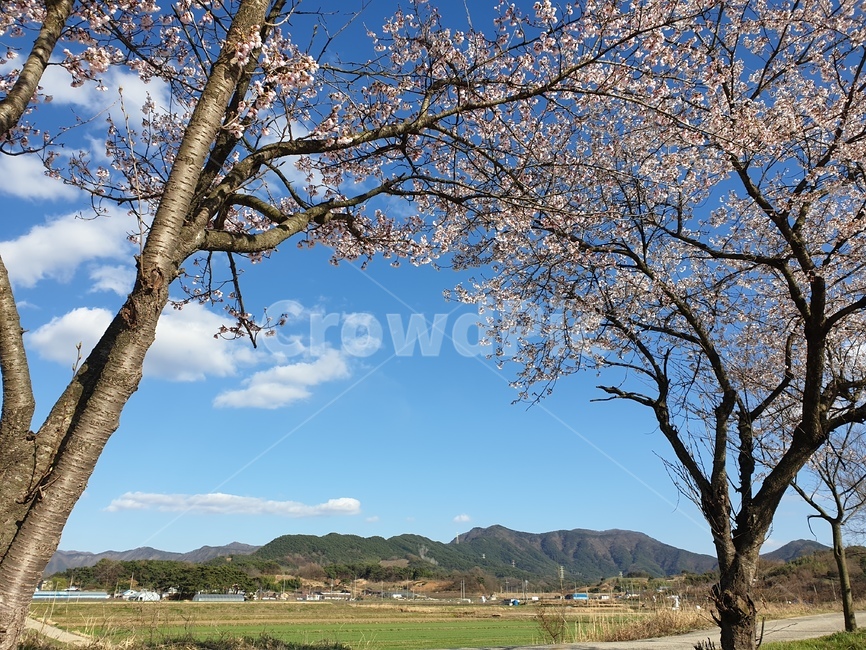 꽃,하늘,맑음,풍경,파란하늘,자연,풍경,nature,landscape,tree,나무,tree trunk,나무 줄기,plant,식물