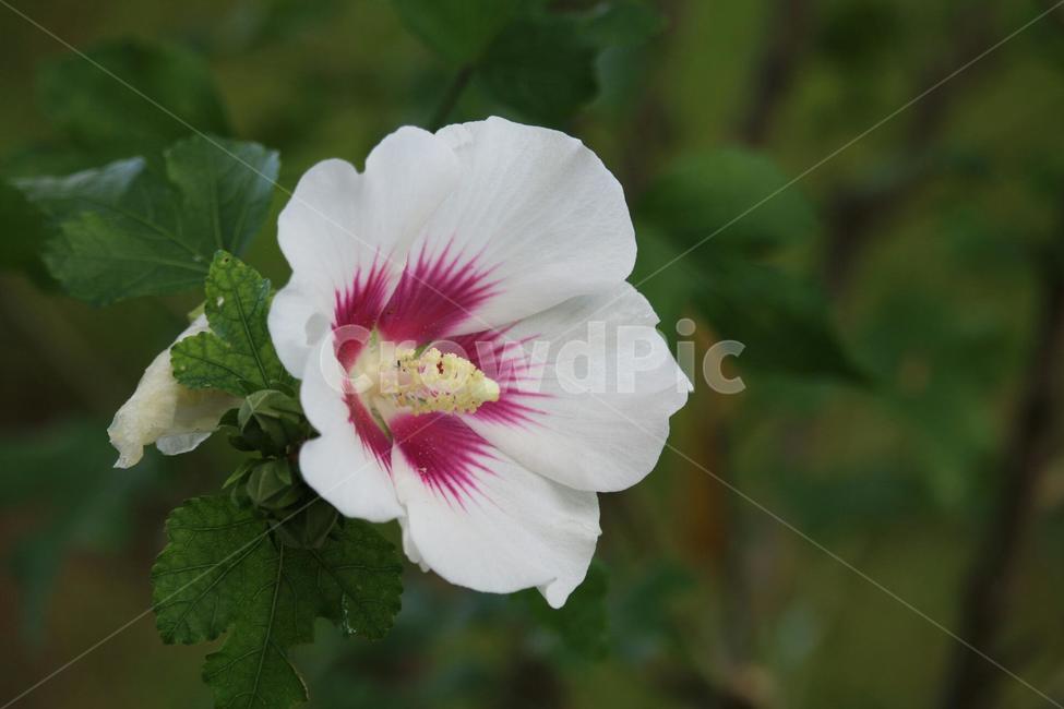 무궁화,국화,백의민족,대한민국,나라사랑,식물,자연,plants,nature,꽃,flower