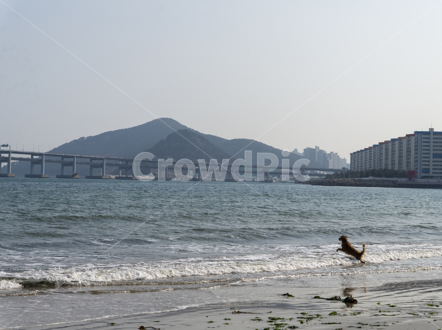 강아지,바다,물놀이,해안가,해변,부산