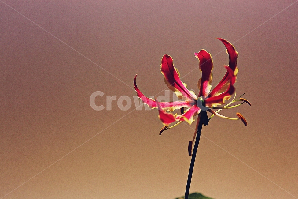 글로리오사,꽃,꽃잎,식물,가을,공원,자연,식물,자연,plants,nature,꽃,flower