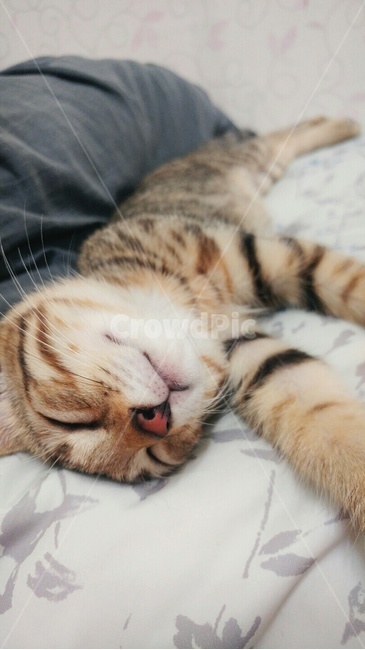 댕댕이,강아지,애완견,집사,잠자는,쿨쿨,애묘,개냥이,동물,animal,포유류,mammal,고양이,cat,kitten,kitty