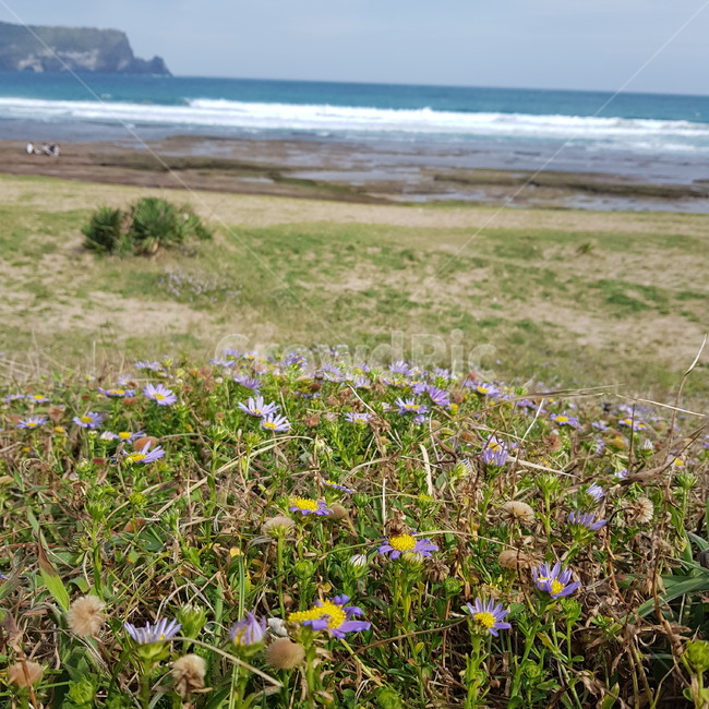 grassland,목초지,outdoors,옥외,field,들,nature,자연,land,나라,sea,꽃,flower