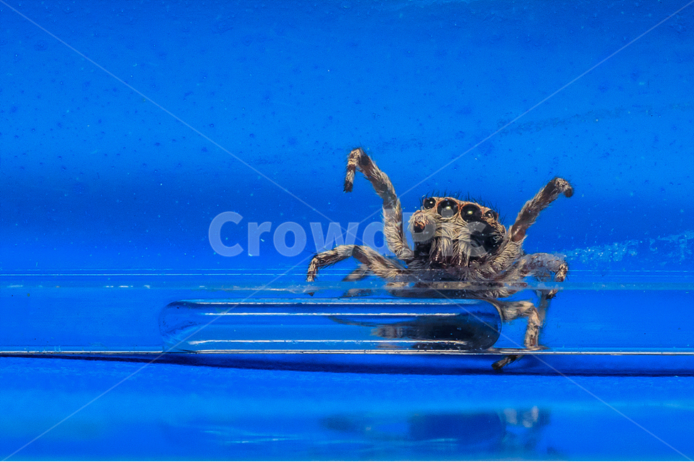 접사,깡총거미,자연,거미과,곤충,동물,animal,곤충,벌레,insect,bug