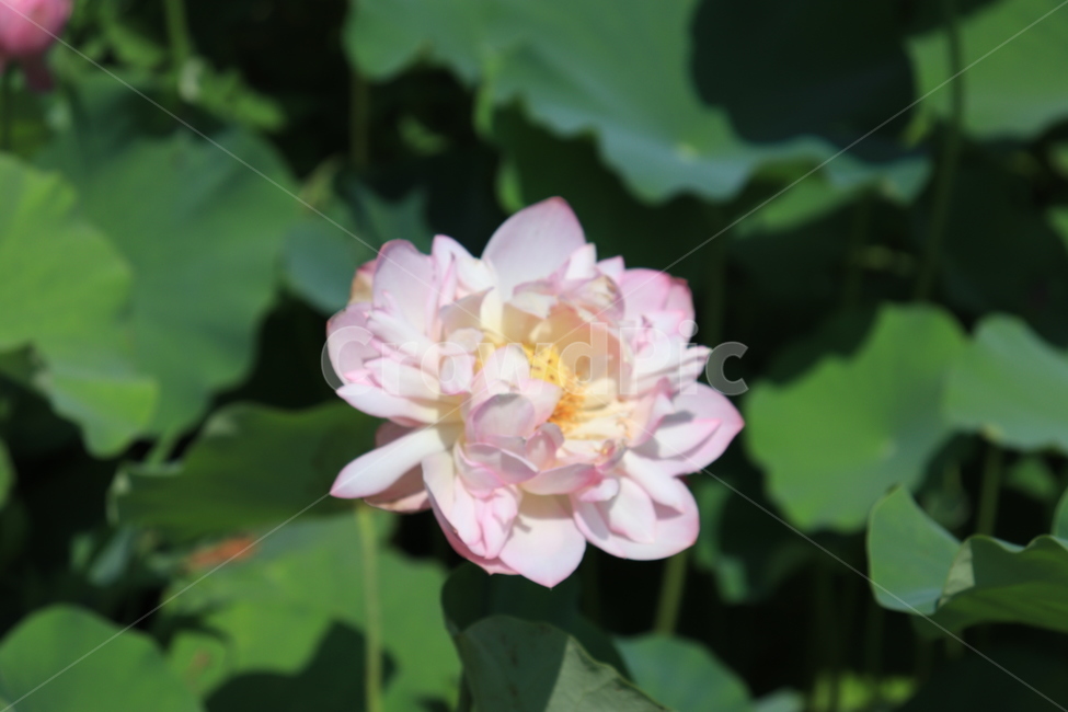 여름,연꽃,연못,꽃,풍경,감성,식물,자연,분홍색