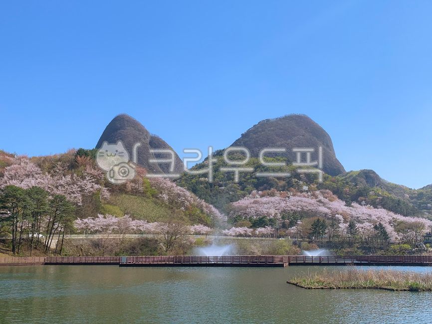 풍경,진안,마이산,벚꽃,봄,분수,nature,자연,outdoors,옥외,water,물,사양제