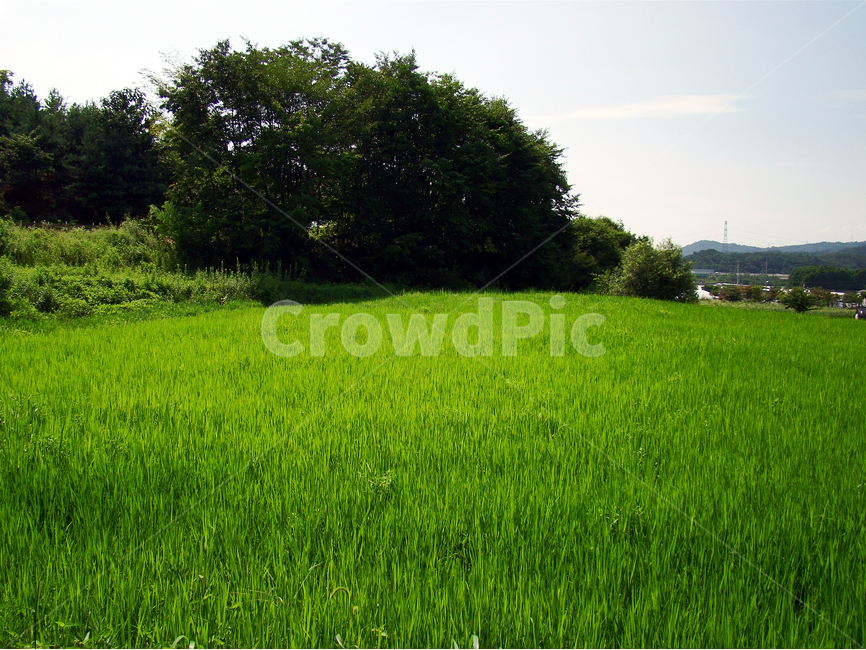 벼,시골,쌀,자연풍경,녹색,자연,풍경,nature,landscape,산업,industry,industrial,농업,농사,agriculture,farming,farming industry,field,들,outdoors,옥외,grassland,목초지