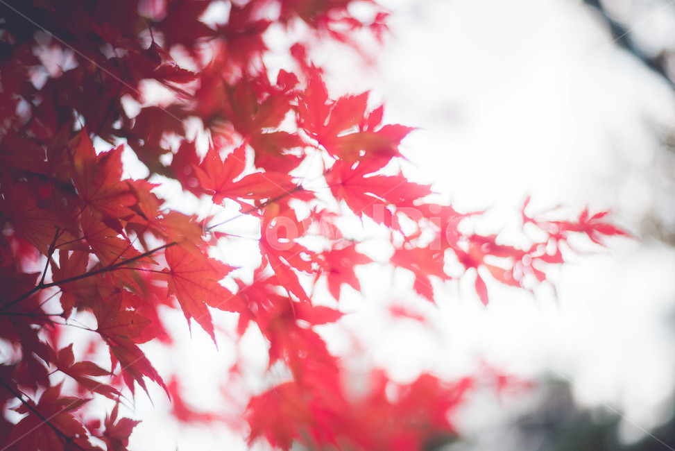leaf,잎,plant,식물,tree,나무,가을,계절,fall,autumn,season,식물,자연,plants,nature
