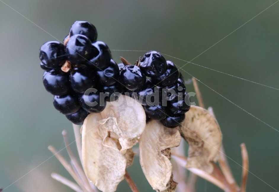 식물,열매,범부채,화초,검정색,식물,자연,plants,nature,과일,열매,fruit