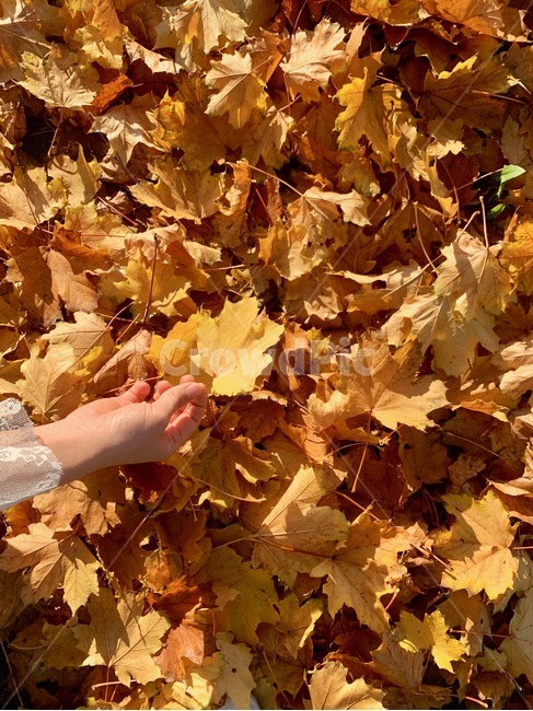 낙엽,단풍,가을,감성,색감,주황,노랑,fall,나뭇잎,여자손,plant,식물,leaf,잎,가을,계절,fall,autumn,season,tree,나무