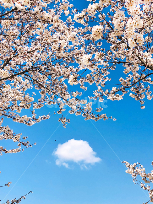 plant,식물,blossom,flower,꽃,cherryblossom,벚꽃,구름,하늘,sky,봄
