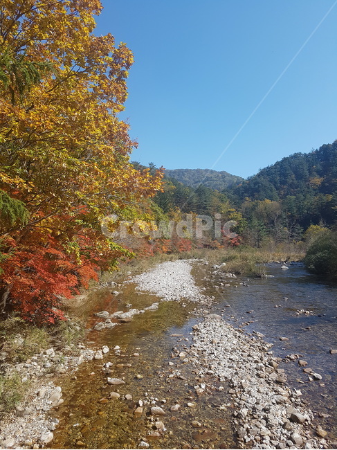 계곡,자갈,식물,나무,water,개울,물,가을,계절,fall,autumn,season,자연,풍경,nature,landscape,road,도로,gravel,dirt road,흙길,tree,plant