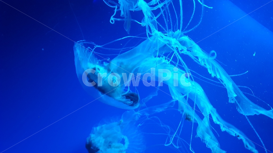 jellyfish,아쿠아리움,해파리,바다,강장동물,바다생물,파란색,동물,animal