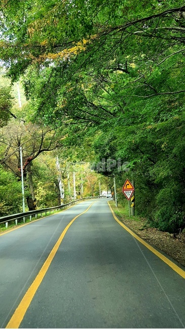 도로,숲,산림지,드라이브,힐링,자연,자연,풍경,nature,landscape