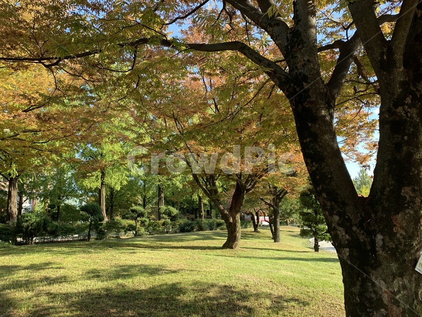 tree,나무,plant,풍경,공원,자연,가을,계절,fall,autumn,season,자연,풍경,nature,landscape,나무,trees,wood,tree trunk,나무 줄기,식물