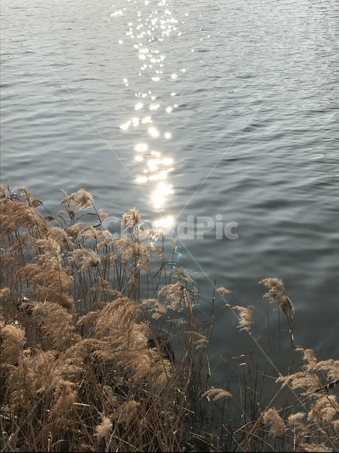 plant,reed,갈대,강,자연