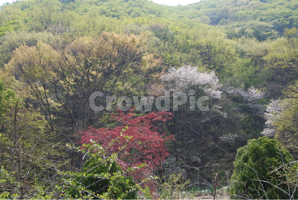 대운산,봄,자연휴양림,탐방로,공원,봄,계절,spring,season,자연,풍경,nature,landscape,한국자연풍경,한국자연경관,korea nature landscape,plant,식물,tree,나무