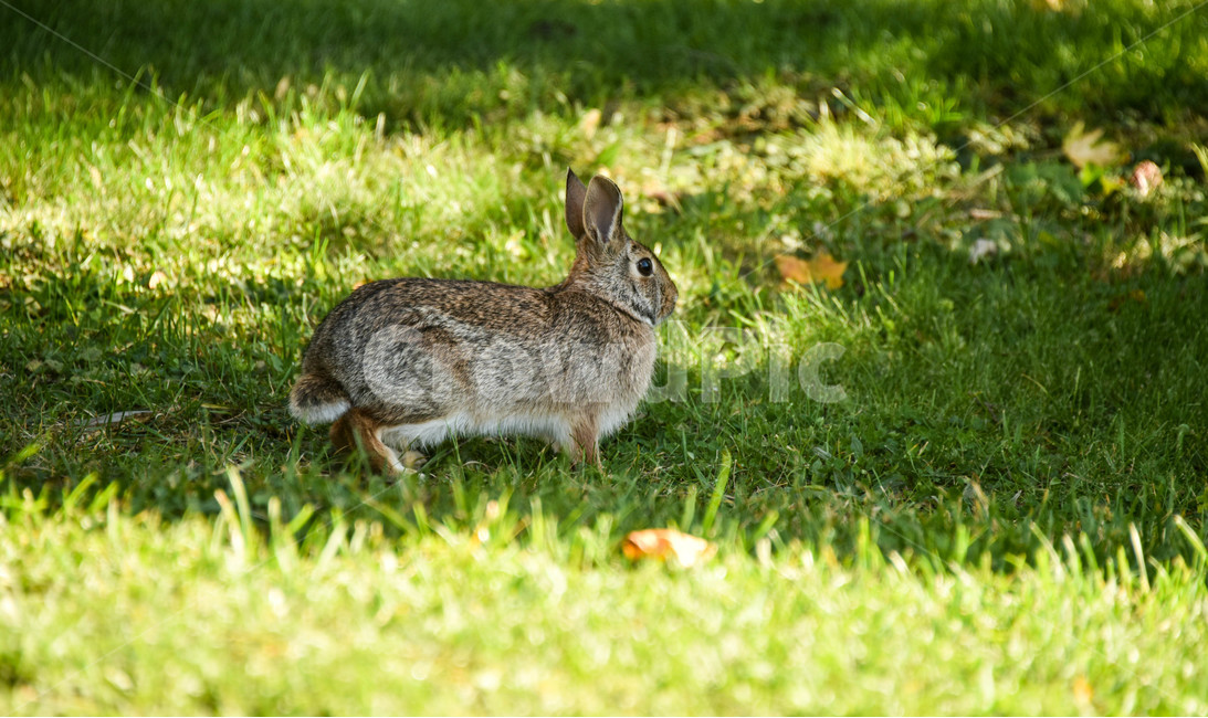 토끼,산토끼,동물,rabbit,bunny,동물,animal,포유류,mammal