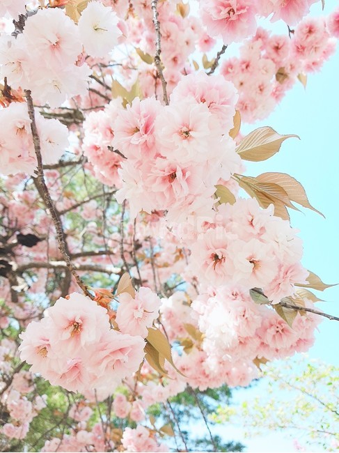 겹벚꽃,왕벚꽃,봄,벚꽃,꽃,식물,자연,plants,nature,꽃,flower