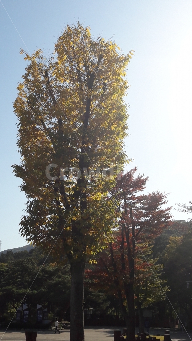 대공원,가을,단풍,사람들,물들다,가을,계절,fall,autumn,season,식물,자연,plants,nature,나무,trees,wood,tree,plant,tree trunk,나무 줄기