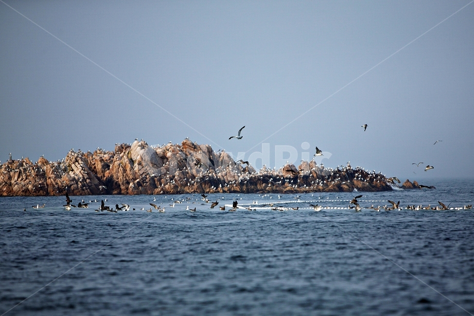 갈매기,바다,풍경사진,동해,landscape,자연,풍경,nature,landscape,동물,animal,조류,새,birds,flock,대군,leisure activities,레저 활동,adventure,모험