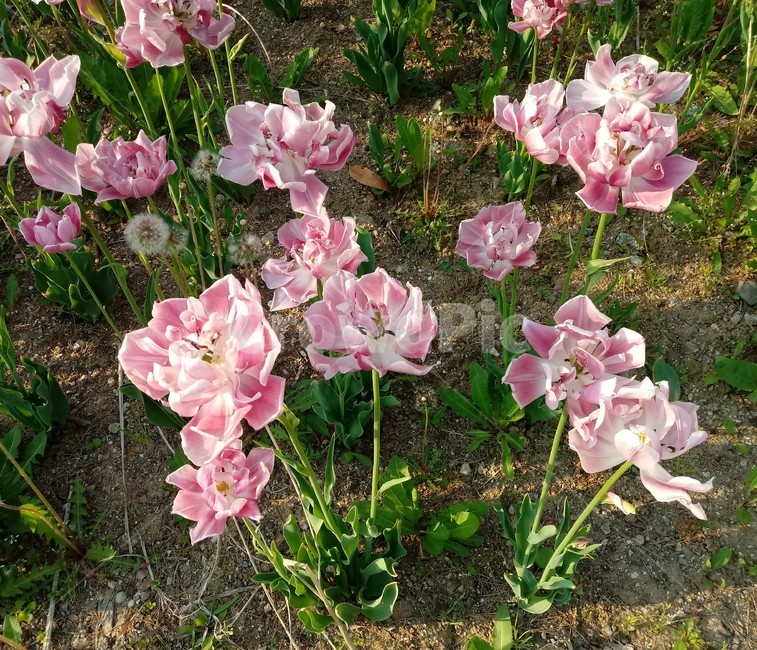 tulip,백합과,구근초,여러해살이화초,꽃,튤립,봄,식물,자연,springseasonflower,식물,자연,plants,nature,꽃,flower