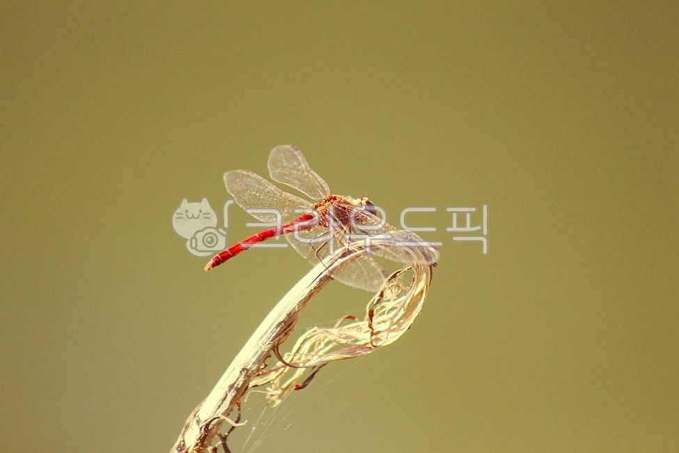 early fall,scenery,dragonfly,red dragonfly,fall,background,insect,animal,season,invertebrate,autumn