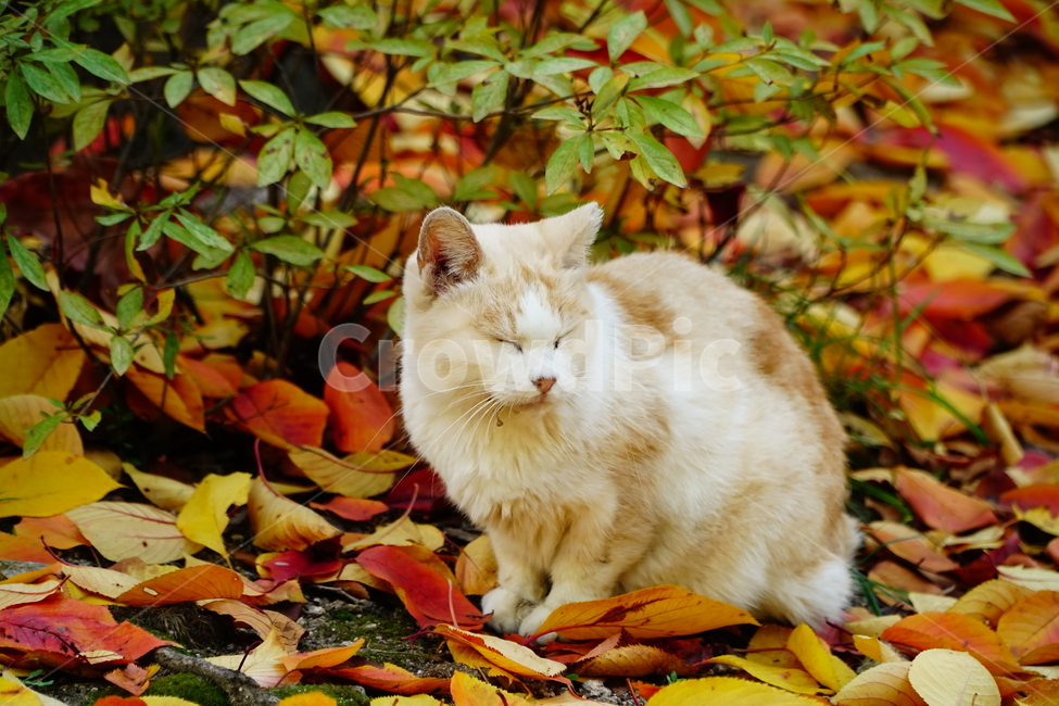 고양이,길고양이,동물,cat,animal,가을,fall,autumn,낙엽,단풍,나무,tree,식물,잎사귀,alleycat,포유류,야옹이,냐옹이,나비,공원,park,가을,계절,fall,autumn,season,동물,animal,포유류,mammal,고양이,cat,kitten,kitty,leaf,잎,plant,manx,맨 섬 사람