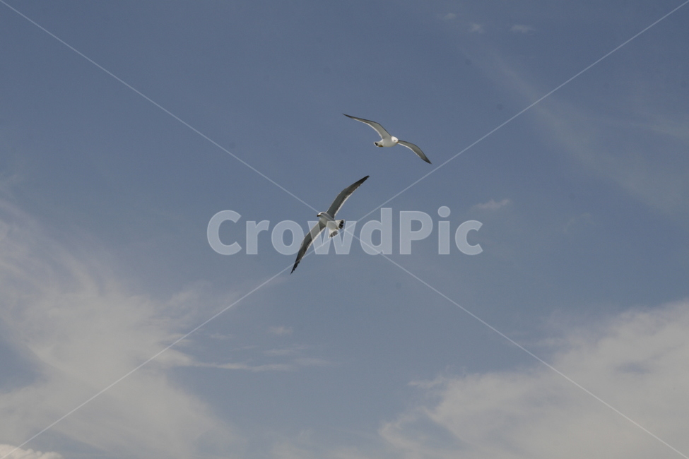 갈매기,비행,날개,하늘,구름,동물,animal,조류,새,birds