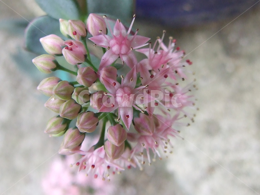 꽃,식물,꽃잎,flower,핑크꽃,식물,자연,plants,nature,꽃,flower