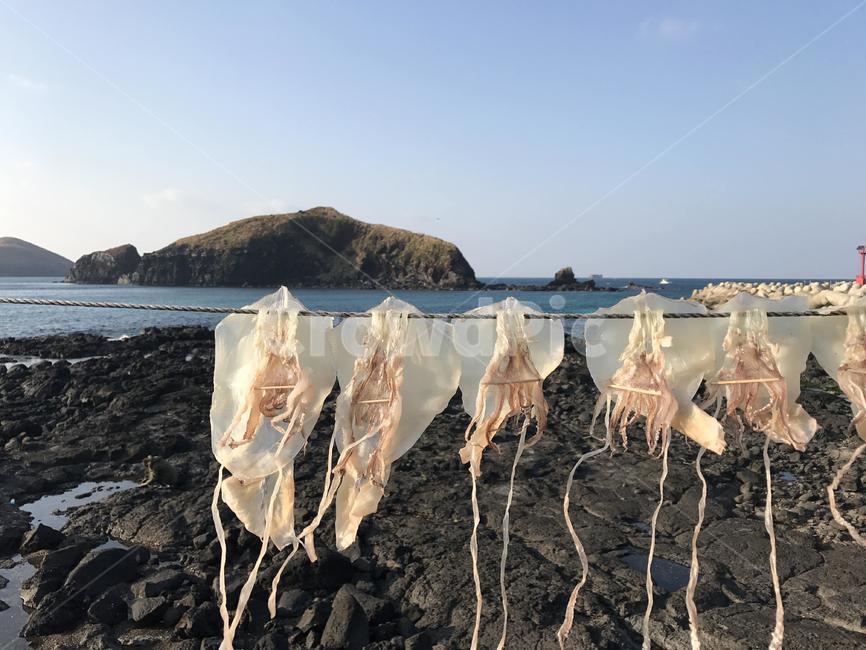 제주도,바다,오징어,한치,풍경,자연,하늘,시골,제주도,jeju,jeju island,음식,식재료,요리,food,cook,meal,dishes,food reserves,수산물,해산물,fishery products,seafood