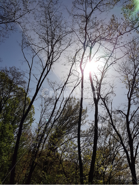 나무,봄,파란하늘,나뭇가지,산,자연,풍경,nature,landscape,flare,플레어,light,빛
