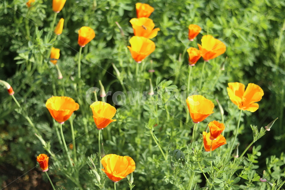 양귀비,빛,화려함,강렬함,고귀함,식물,자연,plants,nature,꽃,flower