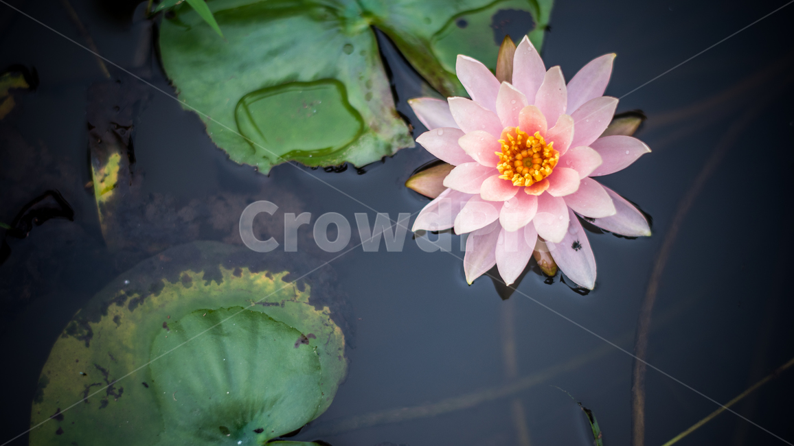연꽃,여름,여름꽃,저수지의꽃,분홍색연꽃,식물,자연,plants,nature,꽃,flower