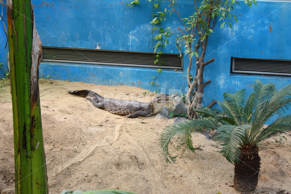 악어,동물,야생동물,crocodile,alligator,동물,animal,파충류,양서류,reptile,amphibian