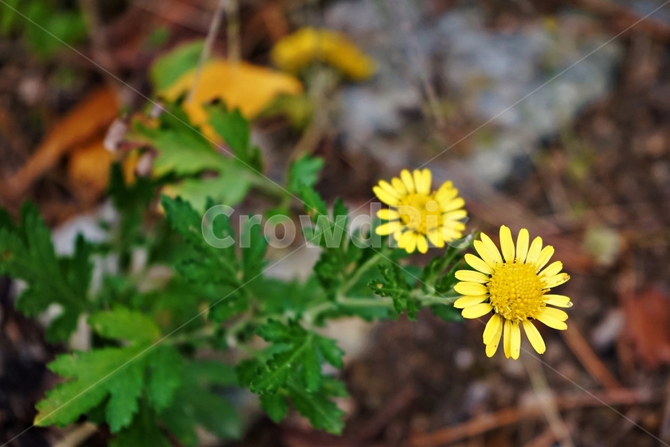 감국,가을,노랑,계절,chrysanthemumindicum,autumn,fall,nature,bloom,yellow,국화과,smell,season,beautiful,plant,flower,식물,자연,plants,nature,꽃,flower