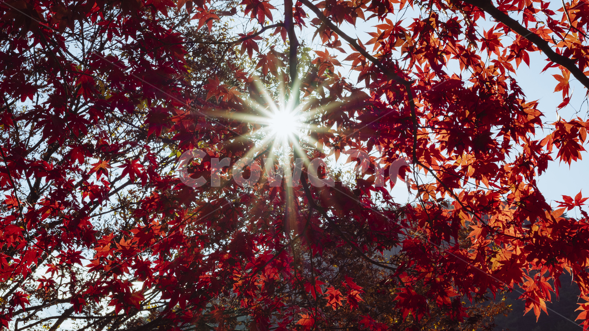 가을,단풍,autumn,fall,maple,나뭇잎,leaf,autumnleaves,자연,nature,빨강,red,가을,계절,fall,autumn,season,식물,자연,plants,nature,잎,plant,tree,나무