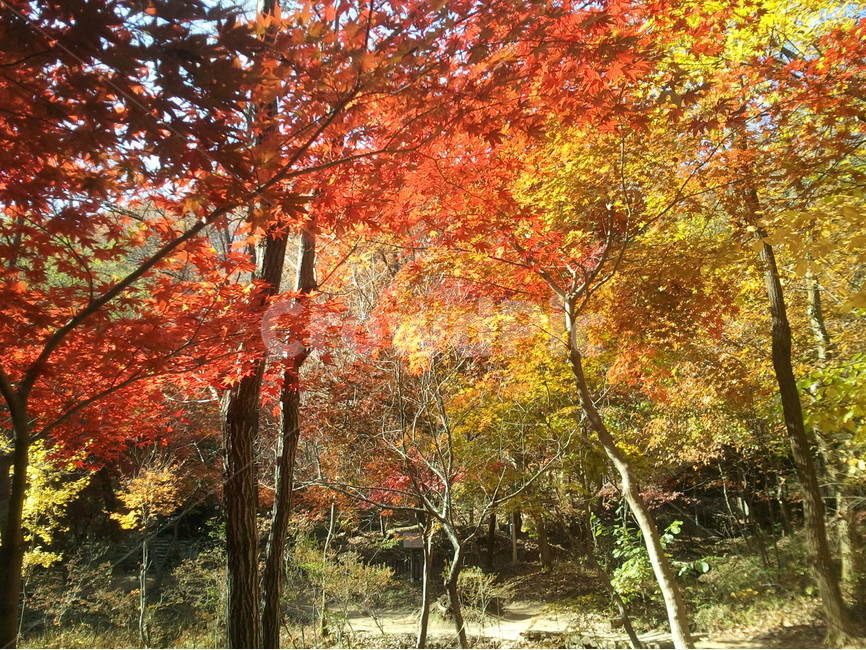 가을,풍경,단풍,나무,자연,가을,계절,fall,autumn,season,자연,풍경,nature,landscape,식물,plants,나무,trees,wood,tree,plant,maple