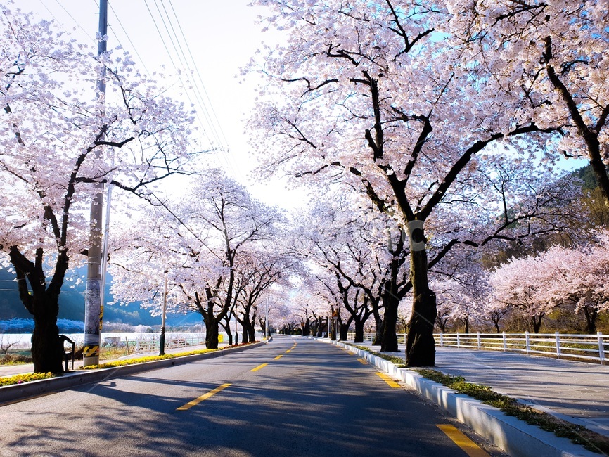 자연풍경,벚꽃길,길,도로,벚꽃,나무,꽃길,풍경,자연,감성,봄,봄,계절,spring,season,plant,식물,blossom,꽃,flower,cherry blossom