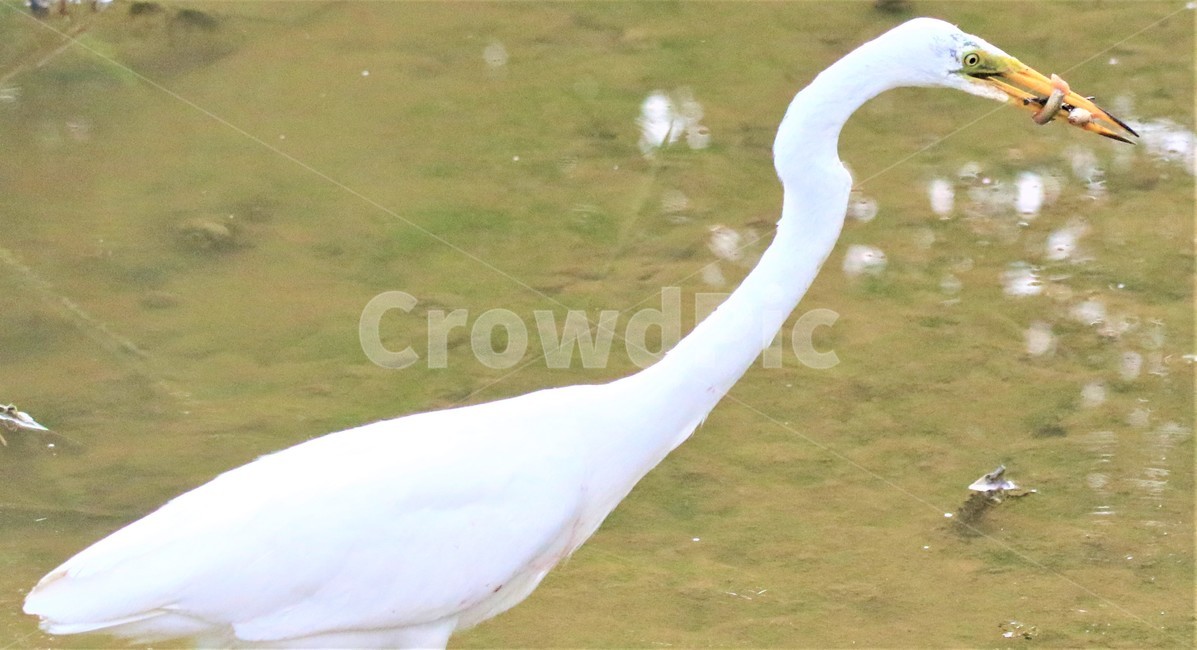 새,동물,백로,bird,animal,동물,animal,조류,새,birds