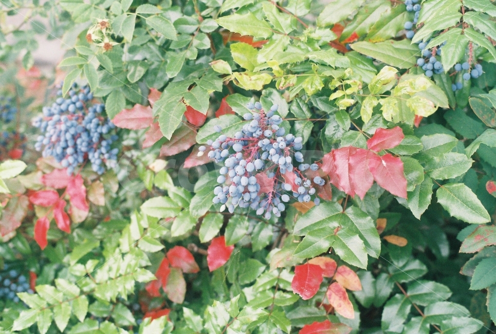 블루베리,식물,꽃,나무,과일,열매,음식,식재료,요리,food,cook,meal,dishes,food reserves,과일,열매,fruit