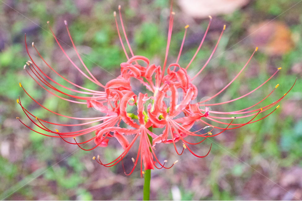상상화,이별,만남,꽃,자연,nature,식물,식물,자연,plants,nature,꽃,flower