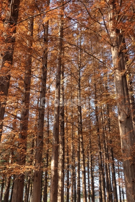 가을,바람,외로움,쓸쓸함,tree,나무,plant,식물,treetrunk,나무줄기,가을,계절,fall,autumn,season,식물,자연,plants,nature,나무,trees,wood