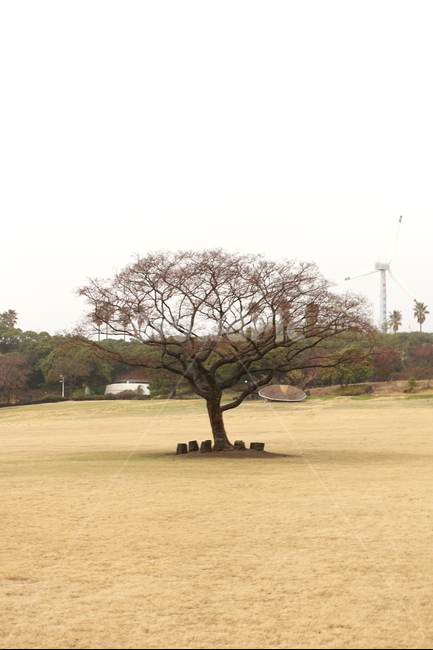 나무,공원,스냅,자연,잔디,tree,nature,park,식물,자연,plants,nature,나무,trees,wood