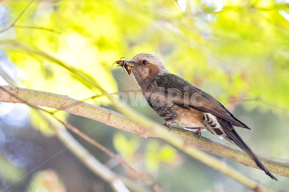 animal,동물,bird,새,직박구리,동물,animal,조류,새,birds