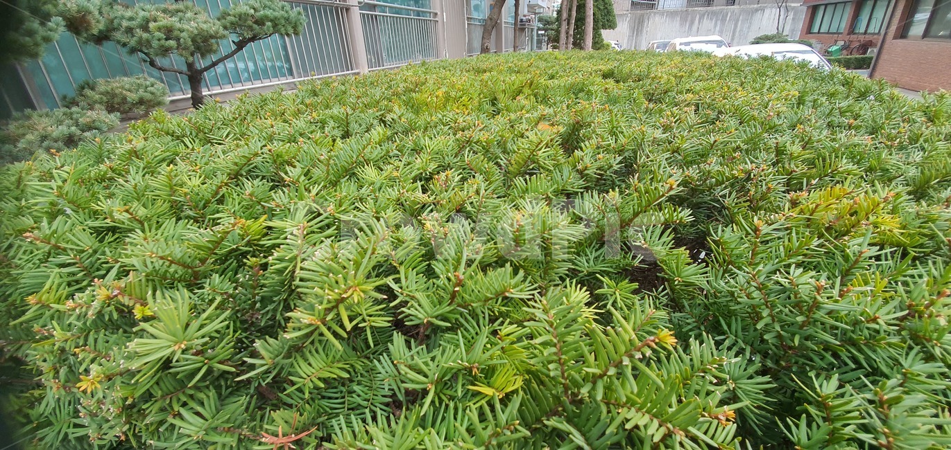 식물,화단,초록,자연,초록식물,주목,plant,garden,nature,gardening,green,park,grass,natural,spring,color,landscape,growth,leaf,season,beautiful,beauty,environment,background,colorful,design,outdoors